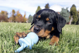 Pacifier Dog Toys